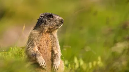 Alertă după ce un adolescent a murit de ciumă bubonică. Băiatul consumase carne de marmotă