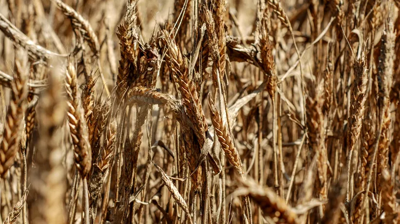 Reacția fermierilor din Ucraina referitor la scandalul cerealelor: „Protestele din Europa sunt motivate politic”