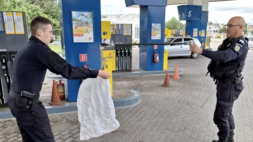 FOTO Panică la o benzinărie din Drobeta Turnu Severin. O REPTILĂ uriașă a pus „stăpânire” pe una din pompele de benzină