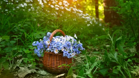 Prognoza meteo pentru următoarele 4 săptămâni. Cum va fi vremea de Florii