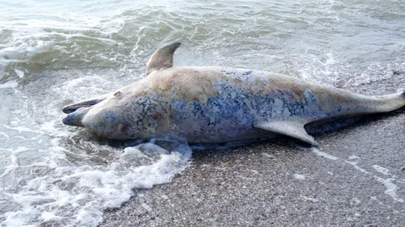 Un ONG a ridicat doi delfini eșuați pe plajele din Mamaia și Venus, care au murit din cauza plaselor pescărești