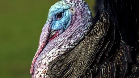 Câtă carne de curcan din fermele cu GRIPĂ AVIARĂ se află ACUM în frigiderele românilor