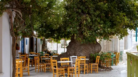 Epidemiile de Salmonella din timpul verii stârnesc îngrijorări în Grecia, de la restaurante până la festivaluri