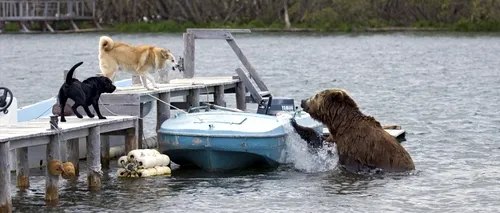 GALERIE FOTO. Doi câini au pus pe fugă un grizzly flămând