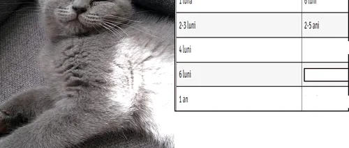 Cum calculezi ce vârstă are pisica ta, de fapt. Tabelul simplu care determină câți ani umani are