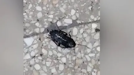 Gândaci la Spitalul Tractorul din Braşov. Pacient: ”Am fost şocat”