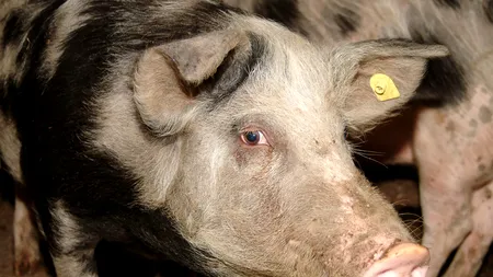 PESTA PORCINĂ a ajuns în Brăila. Veterinarii au început să EUTANASIEZE porcii din gospodării
