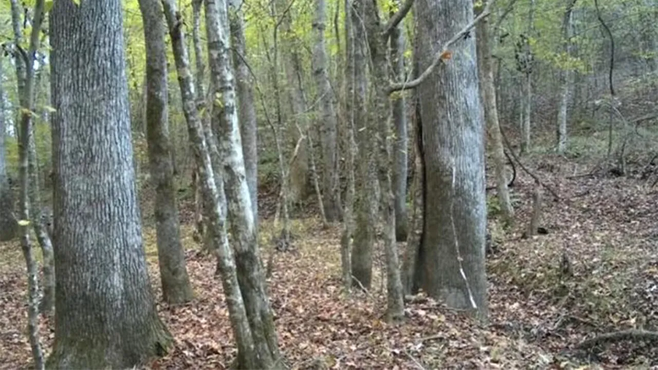 Test de inteligență exclusiv pentru genii | Găsiți cerbul ascuns în această iluzie optică!