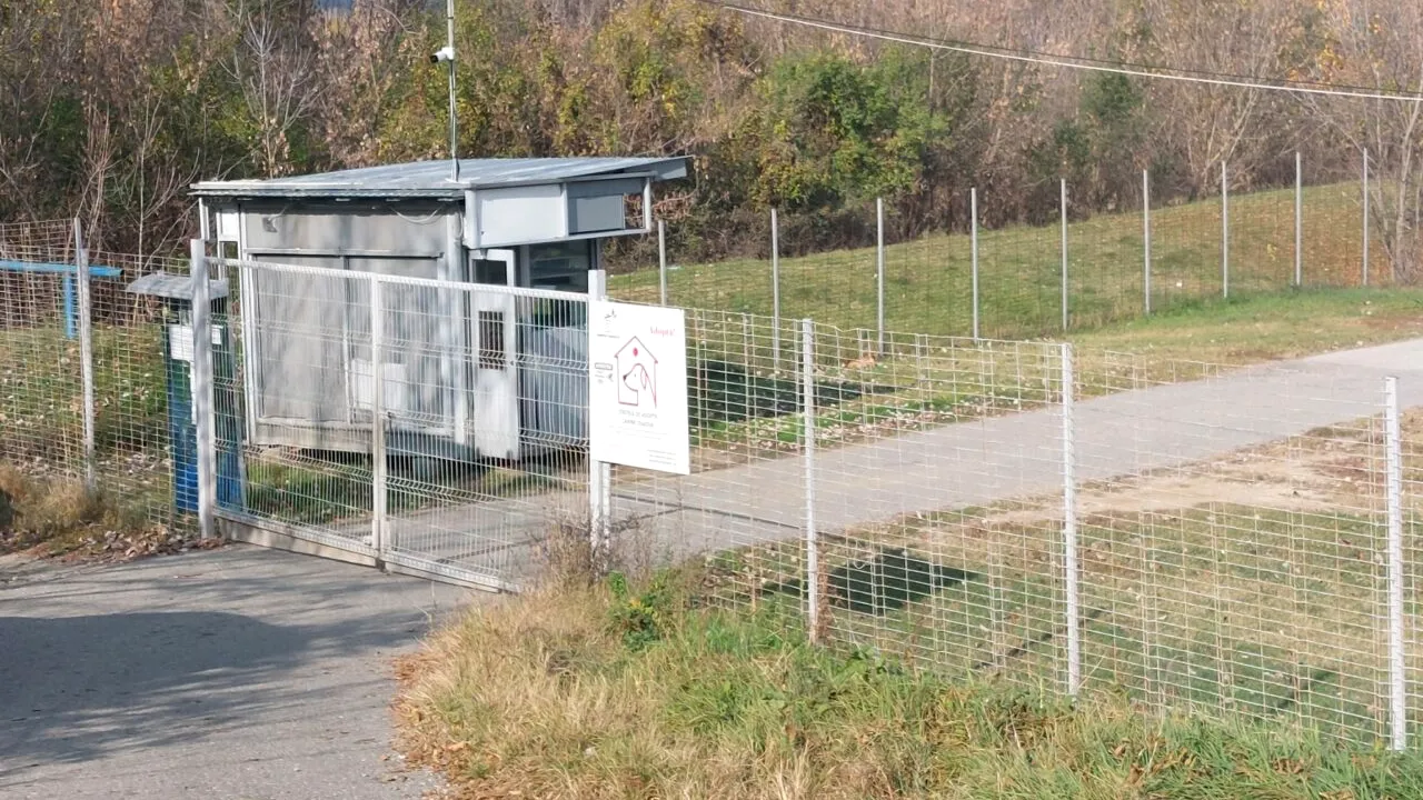 Activitatea singurului adăpost de câini din Craiova a fost suspendată. Cetățenii se plâng că străzile sunt pline de maidanezi | Galerie FOTO