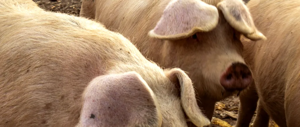 Comerțul cu porci vii sau tăiați, SISTAT în două localități din Buzău din cauza pestei porcine