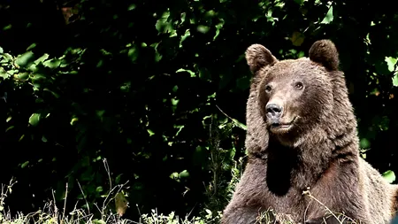 Cluj: 12 vaci și patru oi, ucise de urși în comunele Mărișel și Măguri Răcătău, primarii cer ajutor