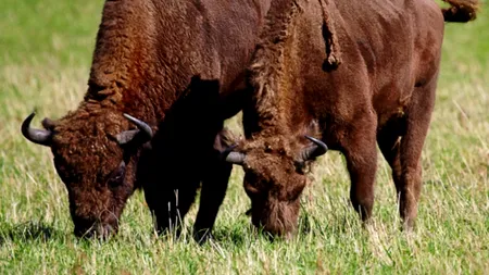 Mai mulți bizoni dintr-o fermă din Salonta, găsiți morți. Cauza probabilă: otrăvire cu un insecticid interzis în UE