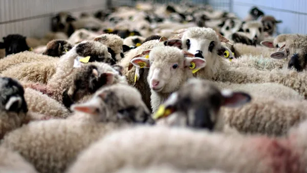 Carnea de miel se scumpește înainte de Paște. Cu cât se majorează prețul și care sunt motivele