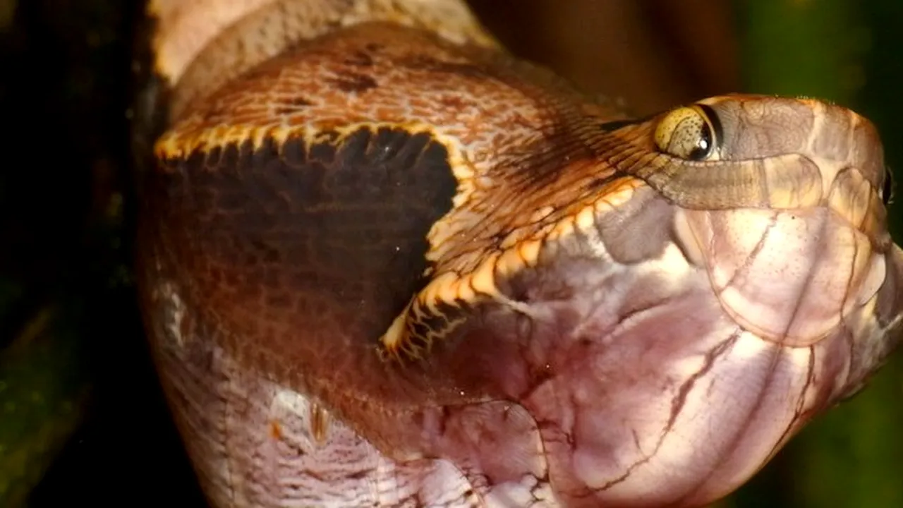 Cum arată fluturele care se preface că e șarpe - GALERIE FOTO