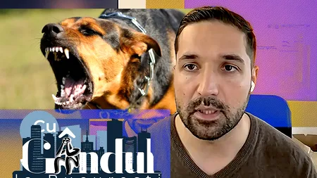 VIDEO EXCLUSIV | Acestea sunt zonele din București unde poți fi atacat de haitele de câini agresivi. Tudor Tim Ionescu: „Sfatul meu este să se evite aceste locuri”