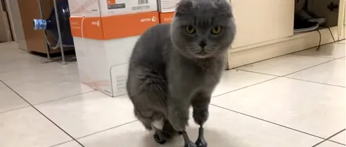 O pisică din Rusia, cu toate membrele amputate, poate merge din nou - VIDEO 