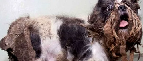 FOTO. Transformarea incredibilă a unui câine abandonat