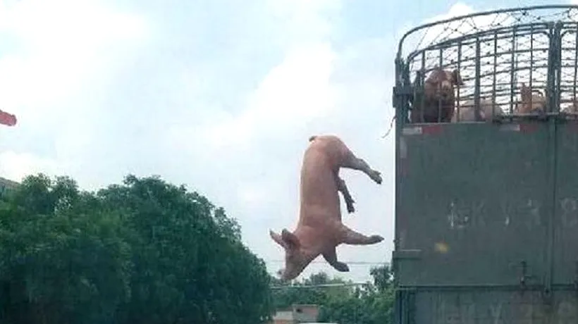 Povestea în imagini a porcului care a evadat în drum spre abator. Ce a reușit să-l salveze