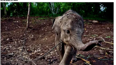 GALERIE FOTO: Act de cruzime în Sumatra. Cum a ajuns în lanțuri un pui de elefant 