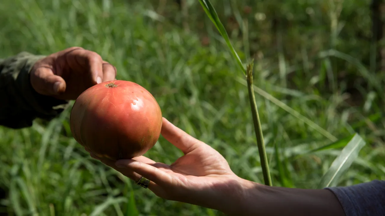 Harta Online a Fermelor Românești: De unde poți mânca bio, direct de la producător
