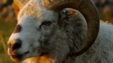 Un bărbat de 80 de ani din Alba a murit, după ce a fost atacat de un berbec