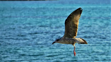 ONU: Riscăm să locuim într-o lume pustie. „Viața oamenilor depinde de biodiversitate