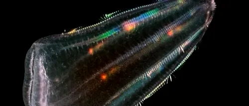 O nouăÂƒ teorie: oamenii se trag din meduze