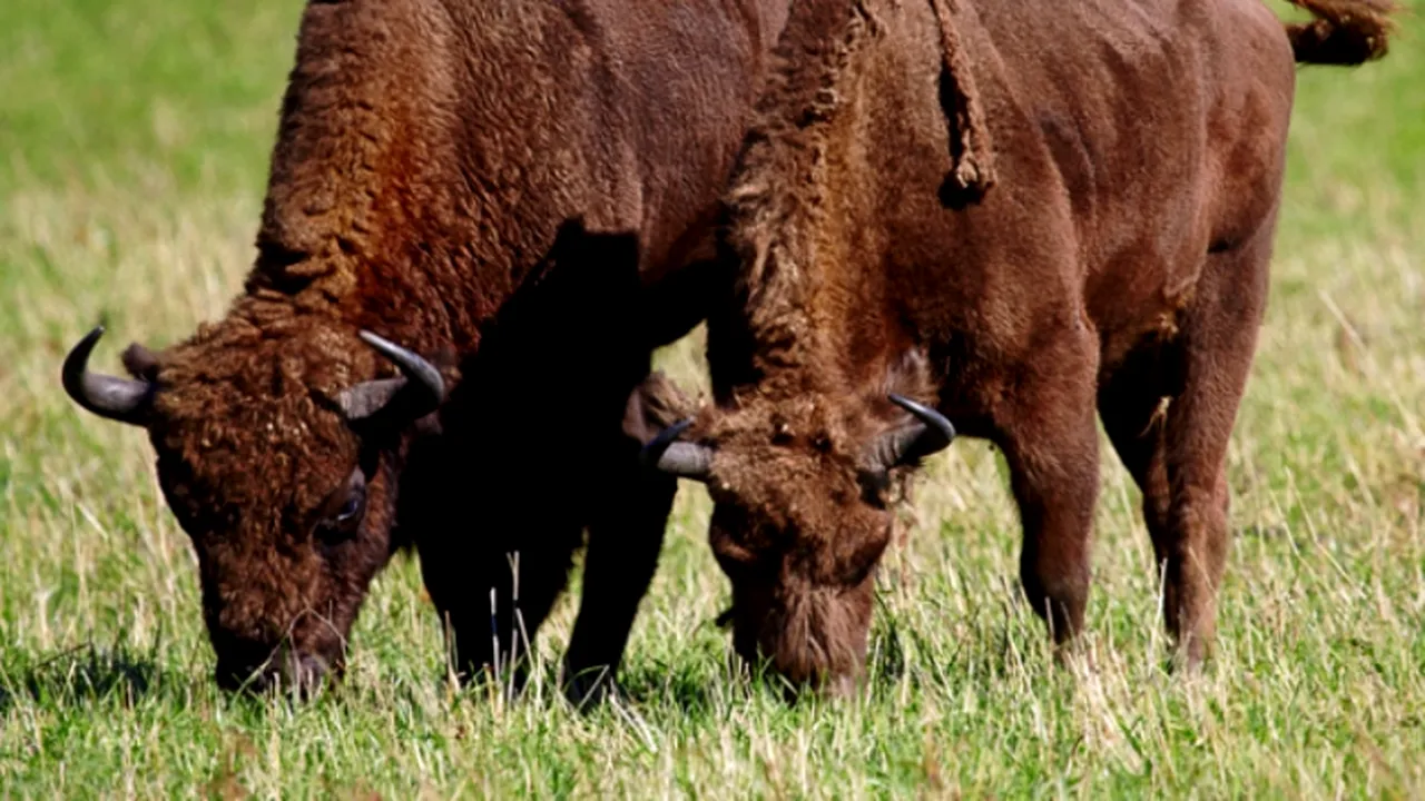Mai mulți bizoni dintr-o fermă din Salonta, găsiți morți. Cauza probabilă: otrăvire cu un insecticid interzis în UE