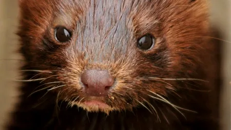 Danemarca va eutanasia peste 15 milioane de nurci pentru a stopa o mutație a COVID-19, care se transmite la oameni