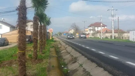 Comuna din Mehedinți în care nu există asfalt, dar în care primarul a plantat PALMIERI