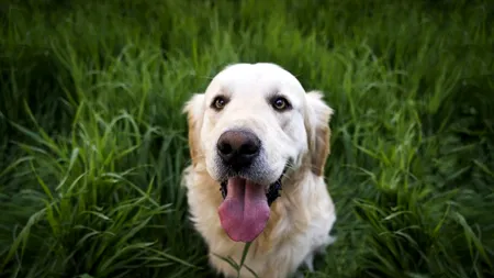 Chile a început să dreseze câini pentru depistarea Covid-19