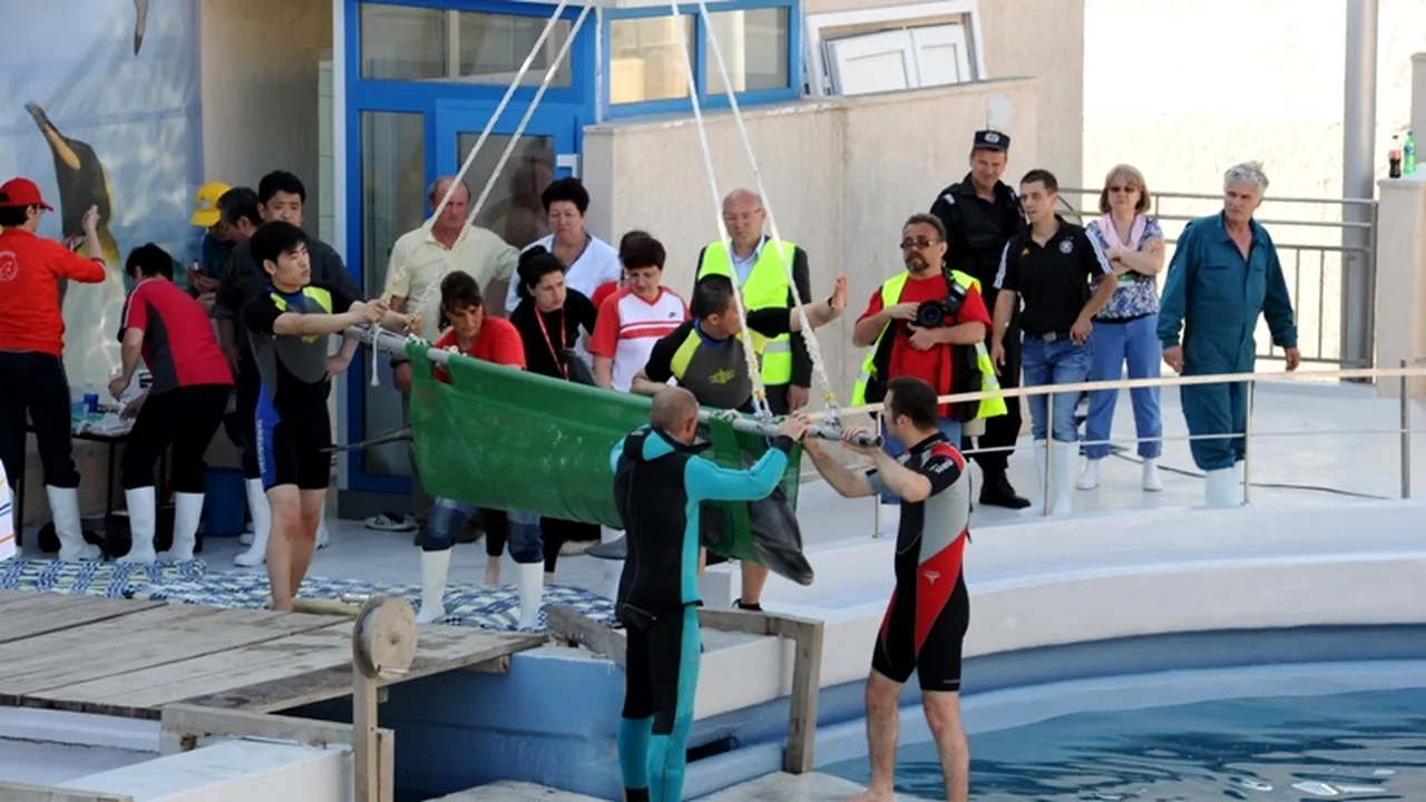 Investiție de aproape 13 milioane de lei pentru modernizarea Delfinariului din Constanța