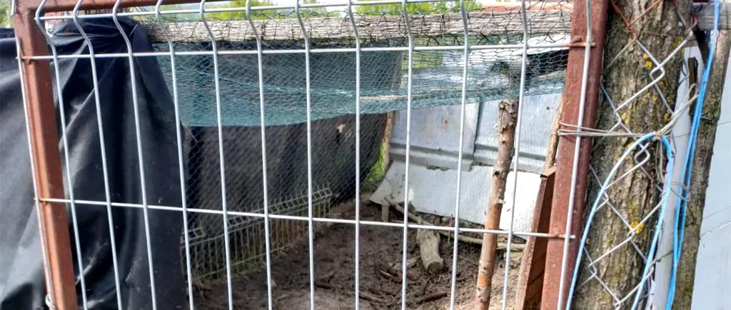 De necrezut ce animal de companie avea un tânăr de 27 de ani din Cluj. A fost amendat cu 1.000 de lei