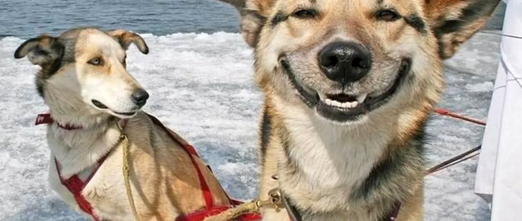 Operațiune spectaculoasă pentru salvarea unui câine căzut într-un lac înghețat. VIDEO