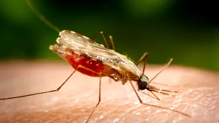 Băiat de 14 ani, mort în Brazilia după ce a fost mușcat de un ȚÂNȚAR