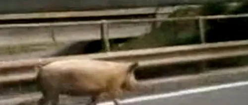 În România, porcii nu zboară, ci merg liberi pe autostradă. Imagini inedite surprinse de un șofer