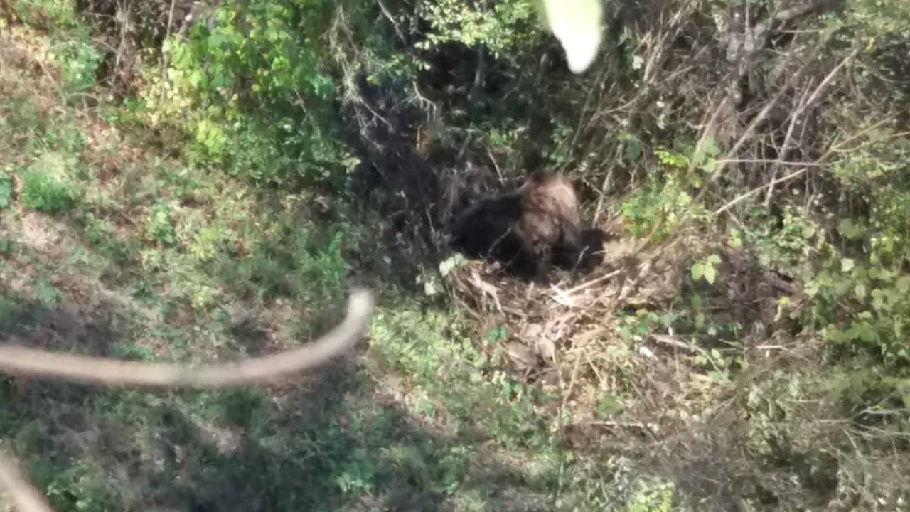 Urs prins în gardul unei grădini, lângă o comună din Vrancea