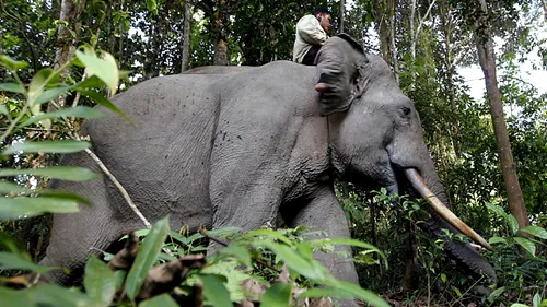 Un nou caz Cecil: uciderea elefantului Yongki, un simbol național, provoacă indignare în Indonezia