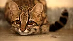 Oamenii de știință au descoperit o nouă specie de felină, pentru prima dată în ultimii 100 de ani