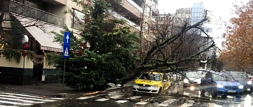 Incident grav în Capitală! Un copac a căzut pe un taxi, iar șoferul a rămas blocat în mașină! Imagini de la fața locului