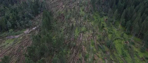 Furtuna a făcut prăpăd în Suceava: Mii de hectare de pădure distruse de vânt