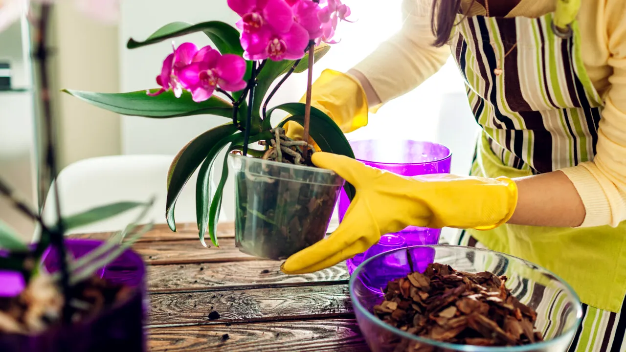 Tratamentul natural pentru ORHIDEEA din casa ta, dacă vrei să ai o plantă sănătoasă cu flori uriașe. Îl poți prepara singur, cu ușurință