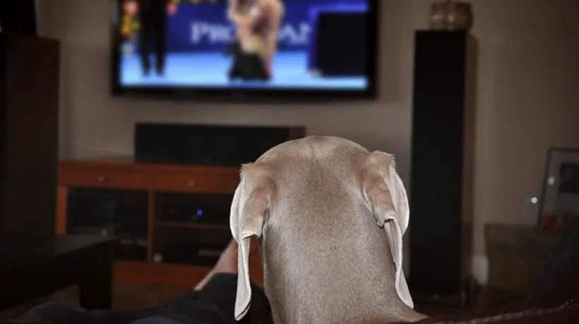 DOGTV, prima televiziune dedicată câinilor, va fi lansată oficial în luna august