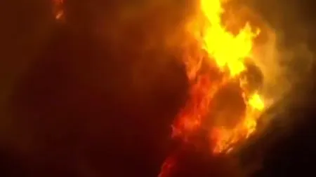 1.700 de porci ARȘI sau ASFIXIAȚI într-un incendiu la o fermă din Tichilești. Cei 600 de porci SALVAȚI vor fi eutanasiați