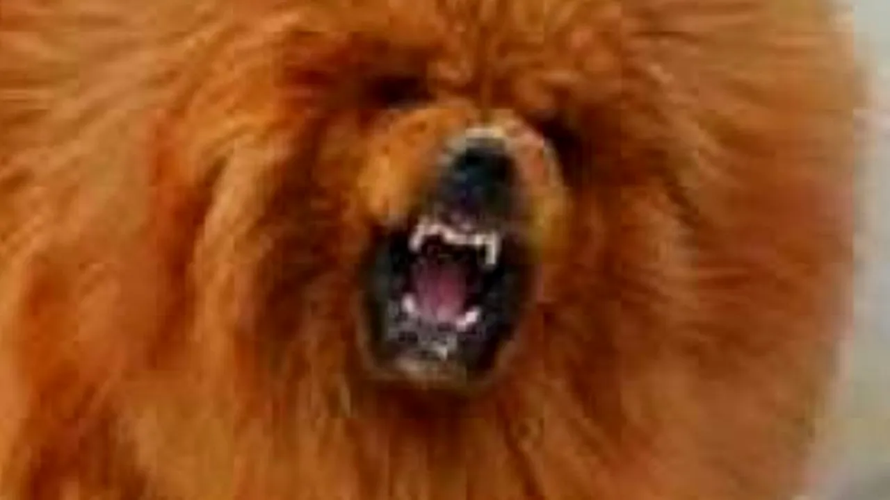 Surpriză la o grădină zoologică din China: 