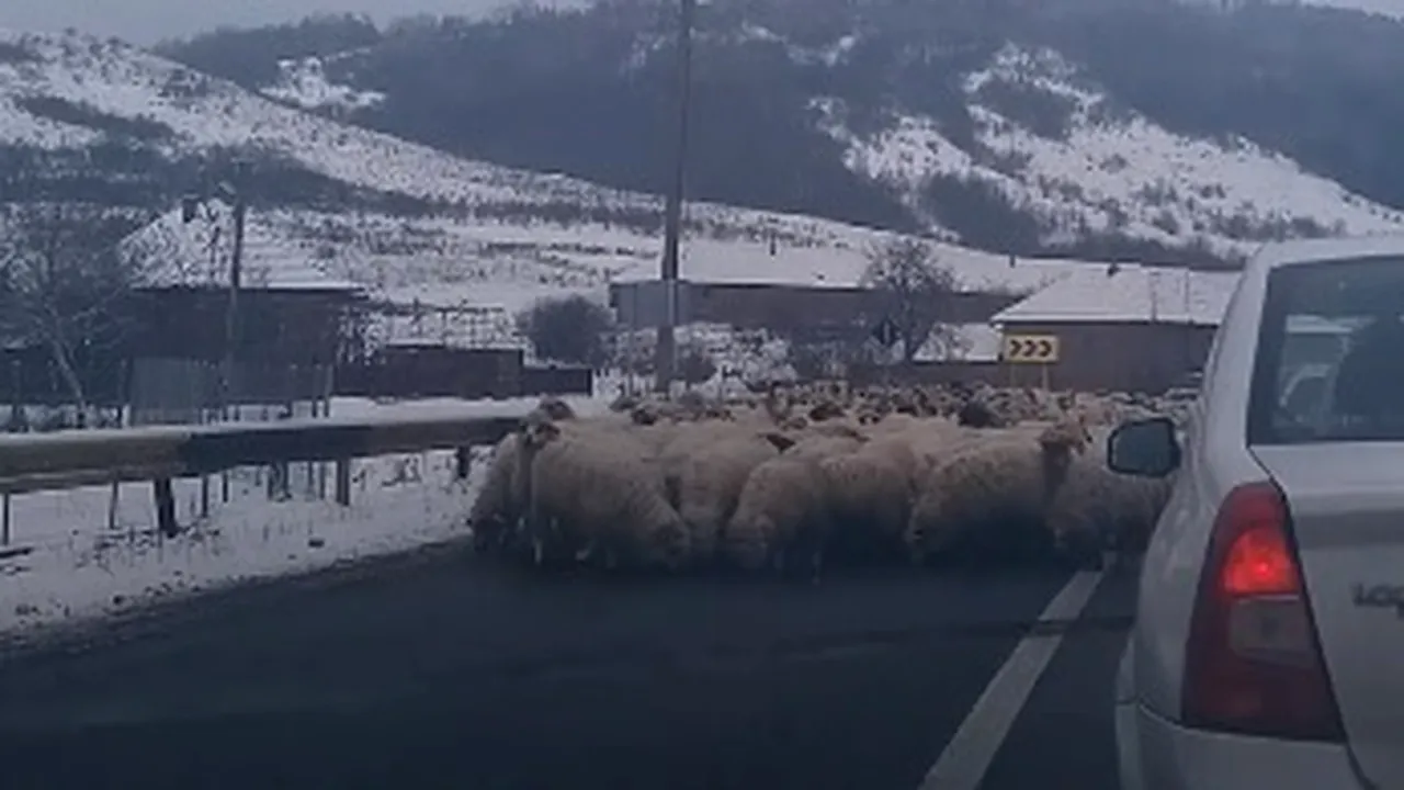 Drum european BLOCAT de o turmă de oi. Mioarele LINGEAU SAREA de pe asfalt