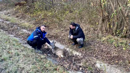 Un jandarm a salvat o căprioară rănită, aflată pe marginea unui drum național