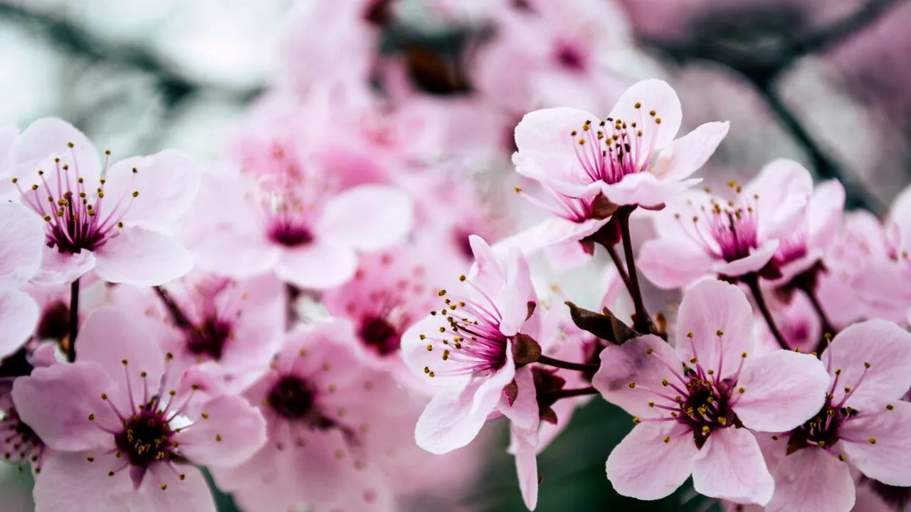 Temperaturi de mai în luna februarie! Meteorologii anunță fenomene meteo neobișnuite