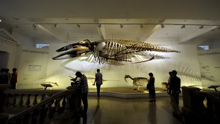 Muzeul Antipa s-a îmbrăcat în HAINE NOI: O nouă GRAFICĂ a site-ului, UN LOGO îmbunătățit și va căuta un SLOGAN ACTUAL cu ajutorul fanilor