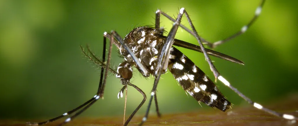 PANICĂ. China a înregistrat un nou caz de febră Dengue, în aceeași zi în care un păstor a fost confirmat cu ciuma bubonică